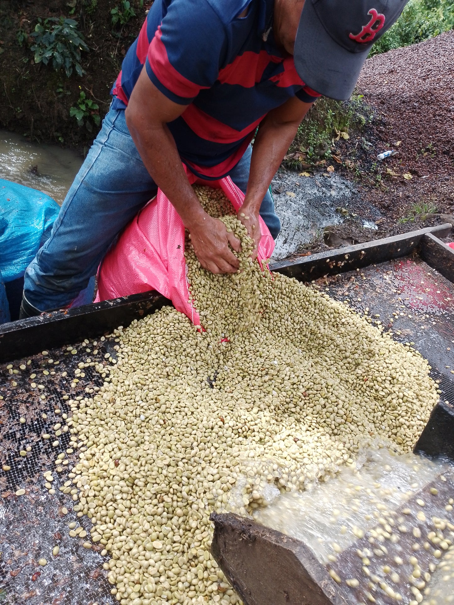 Jose Luis & Rosario / Melon Microlot